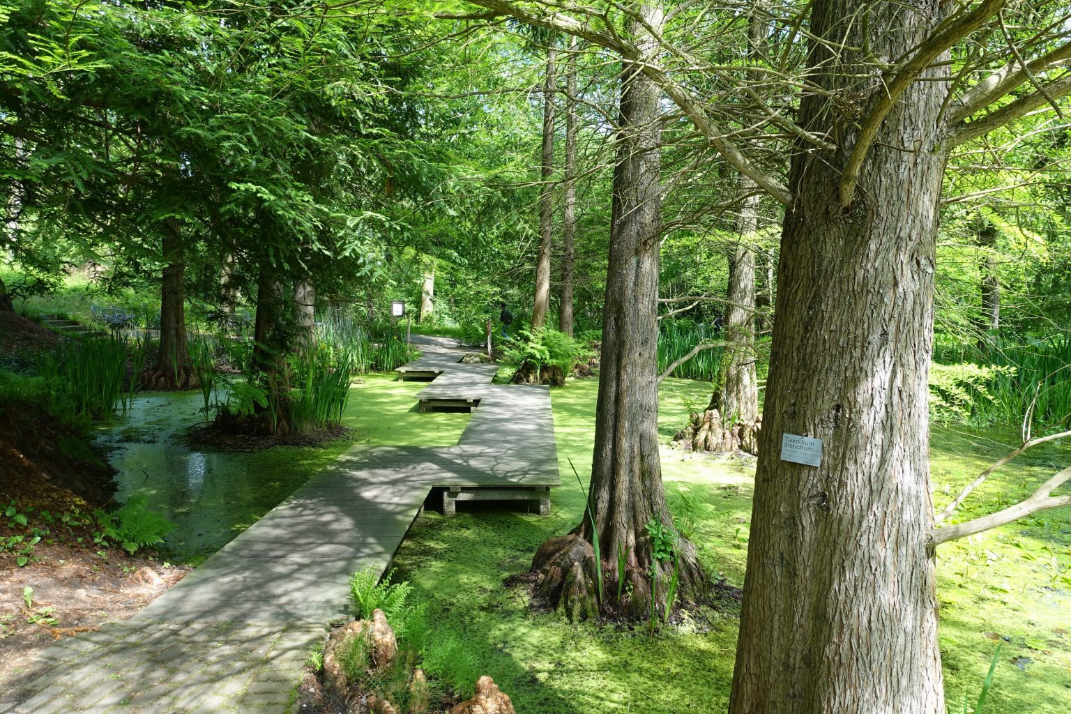 Pathway over the pond surrounded by old trees.